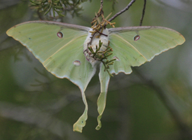 Luna Moth